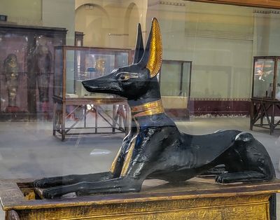 Anubis - Black jackal 
