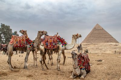 camels with Pyramid of Khafre in background