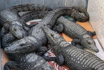 crocodiles