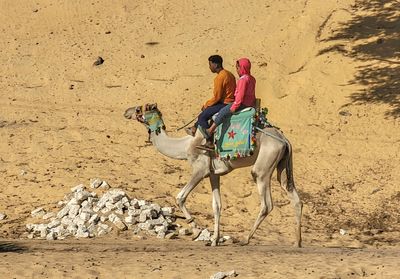 Dromodary and riders