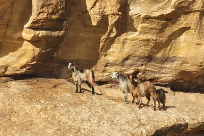 Petra