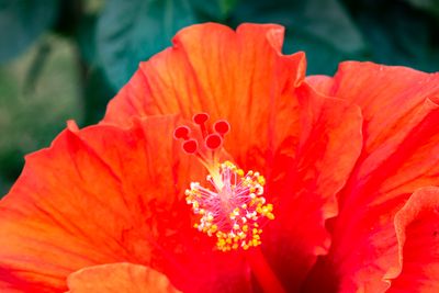 Hibiscus
