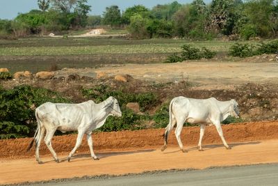 cattle