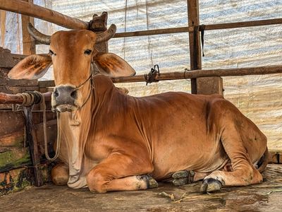 family cow