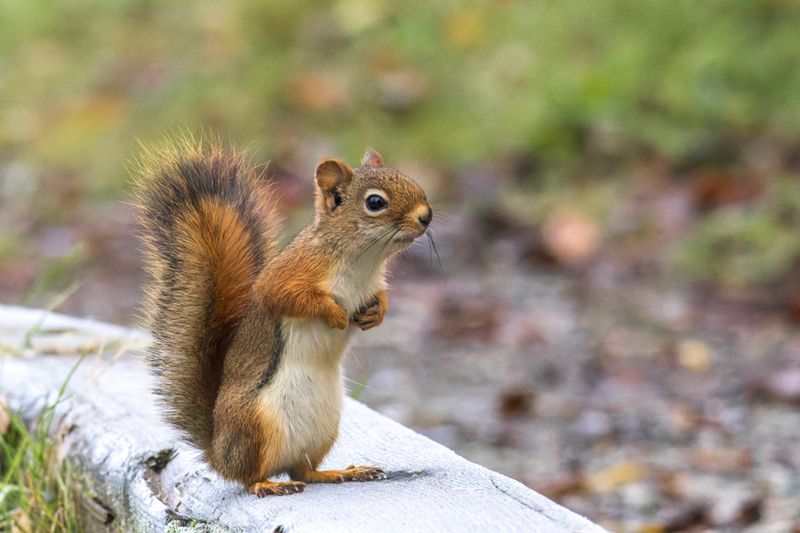 Écureuil roux - American red squirrel - Tamiasciurus hudsonicus - Sciuridés