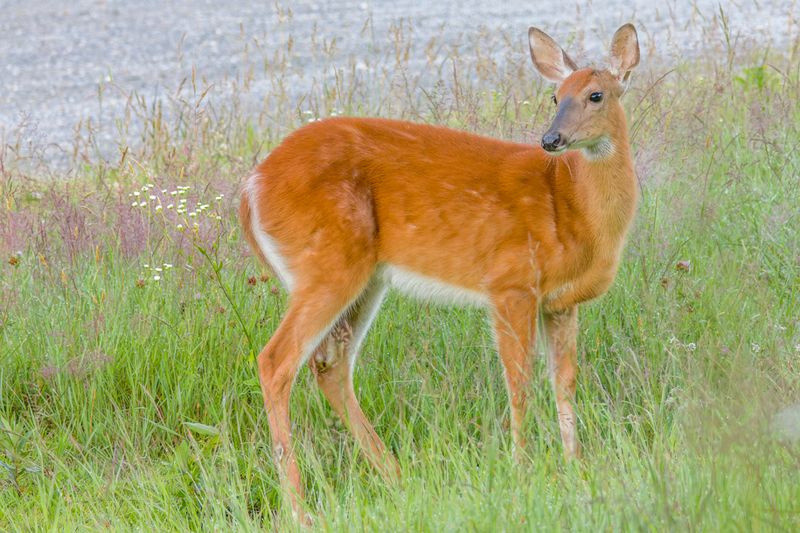 Cerf de Virginie - White-tailed deer - Odocoileus virginianus - Cervidés