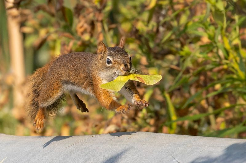 Écureuil roux - American red squirrel - Tamiasciurus hudsonicus - Sciuridés