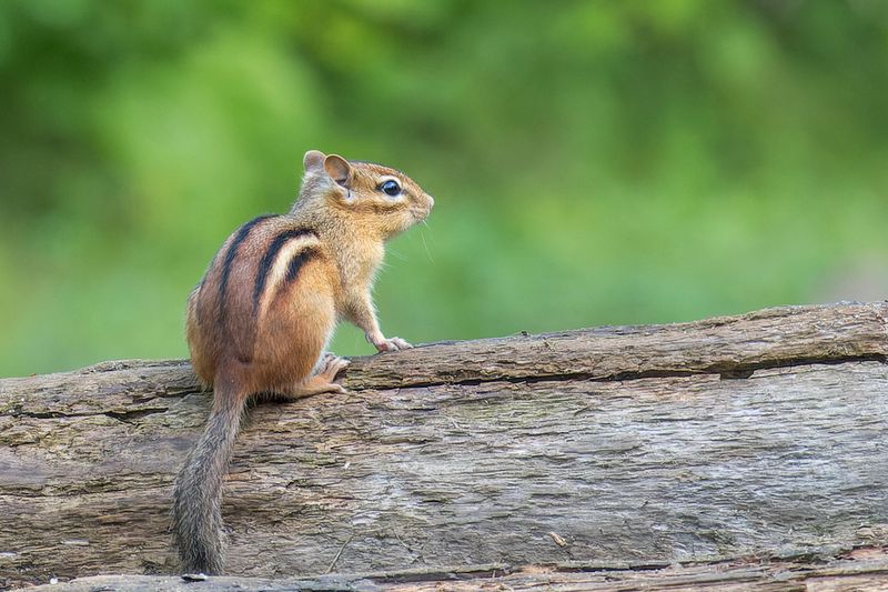 Tamia rayé - Eastern chipmunk - Tamias striatus - Sciuridés