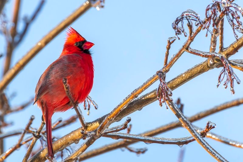 Cardinal rouge - Northern cardinal - Cardinalis cardinalis - Cardinalids