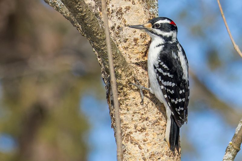 Pic chevelu - Hairy woodpecker - Picoides villosus - Picids