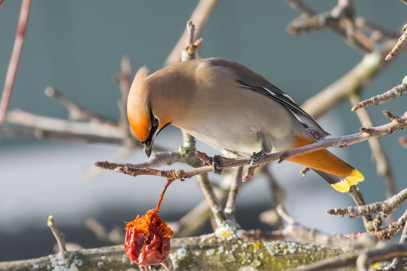 Jaseur Boral - Bohemian waxwing - Bombycilla garrulus - Bombycillids