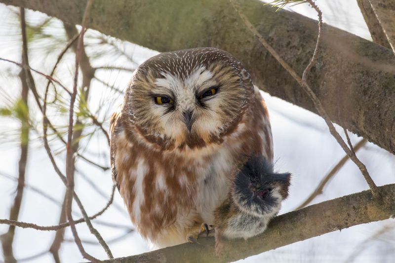 Petite Nyctale - Northern Saw-whet Owl - Aegolius acadicus - Strigids