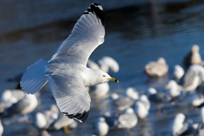 Goland  bec cercl - Ring-billed gull - Larus delawarensis - Larids