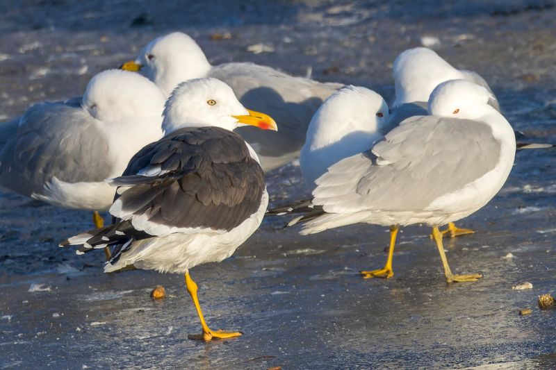 Goland Marin - Great black-backed gull - Larus marinus - Larids