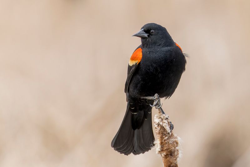 Carouge  paulettes - Red-winged blackbird - Agelaius phoeniceus - Ictrids