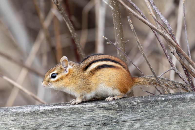 Tamia rayé - Eastern chipmunk - Tamias striatus - Sciuridés