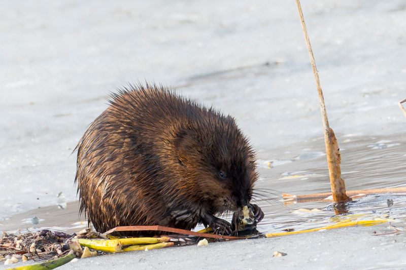 Rat musqué - Muskrat - Ondatra zibethicus - Cricétidés