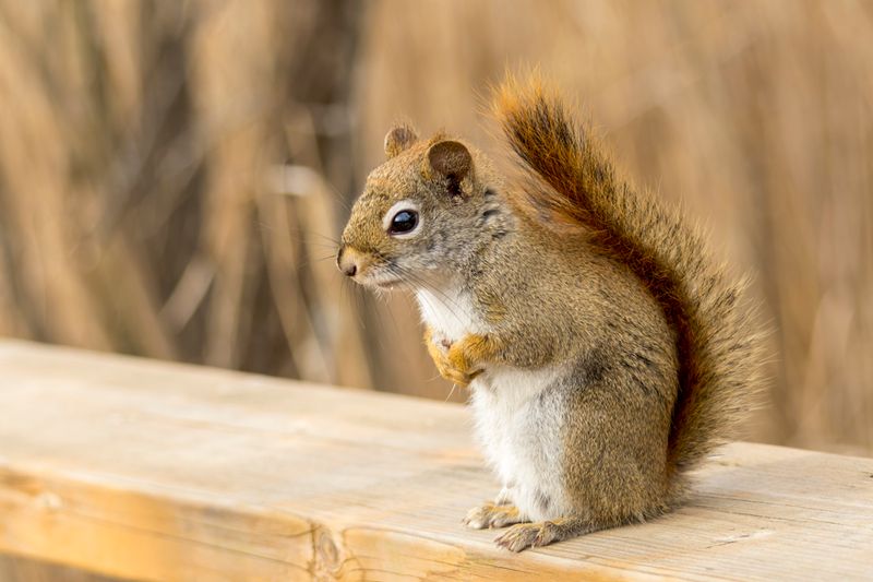 Écureuil roux - American red squirrel - Tamiasciurus hudsonicus - Sciuridés