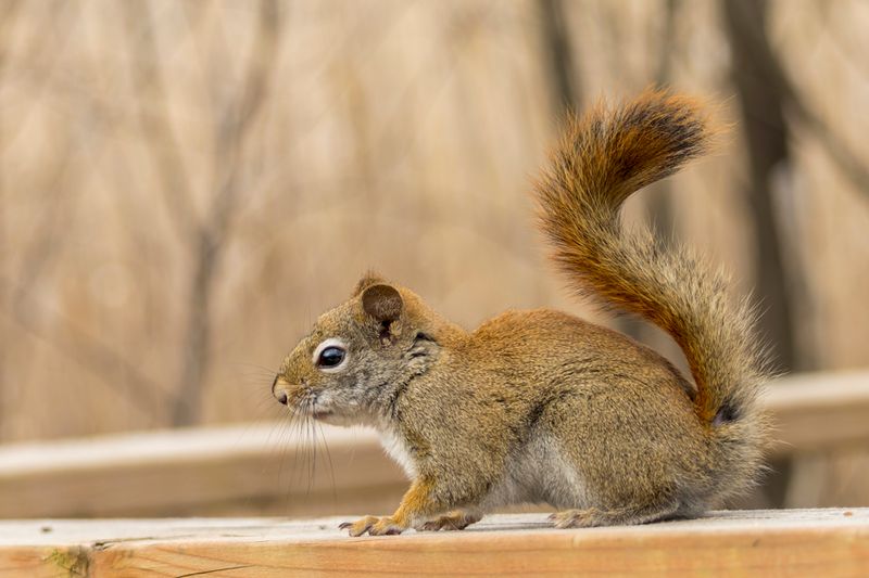 Écureuil roux - American red squirrel - Tamiasciurus hudsonicus - Sciuridés