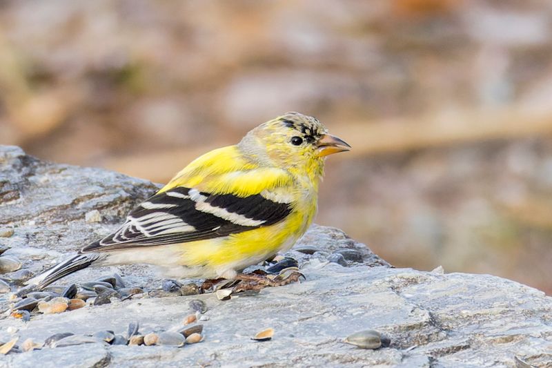 Chardonneret jaune - American Goldfinch - Spinus tristis - Fringillids