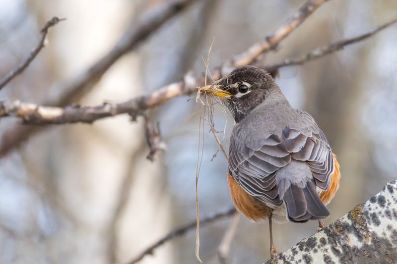 Merle d'Amrique - American Robin - Turdus migratorius - Turdids