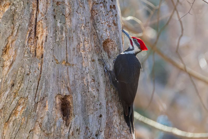 Grand Pic - Pileated woodpecker - Hylatomus pileatus - Picids