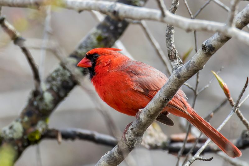Cardinal rouge - Northern cardinal - Cardinalis cardinalis - Cardinalids