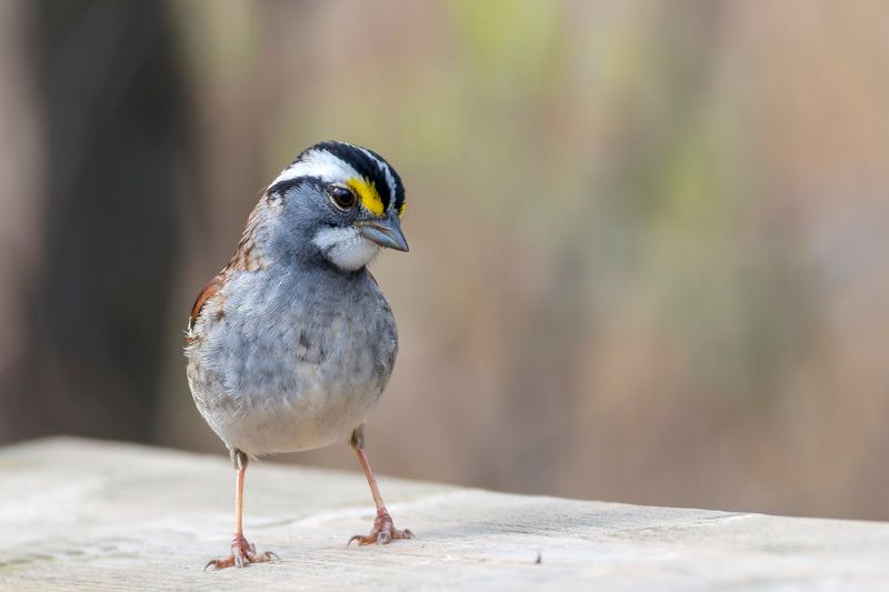 Bruant  gorge blanche - White-throated sparrow - Zonotrichia albicollis - Embrizids