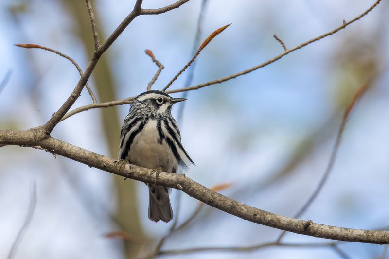 Paruline noir et blanc - Black-and-white warbler - Mniotilta varia - Parulids