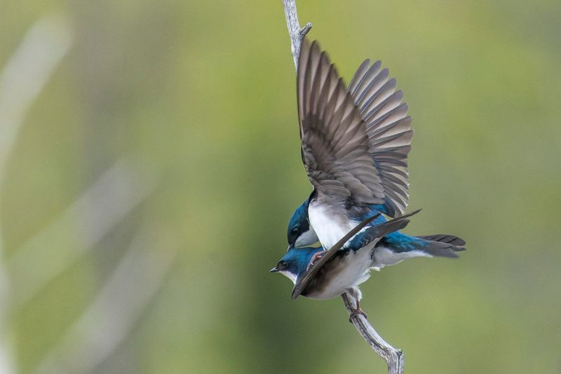 Hirondelle bicolore - Tree swallow - Tachycineta bicolor - Hirundinids