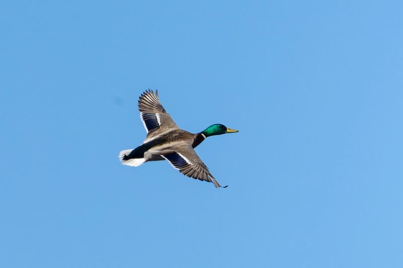 Canard Colvert - Mallard - Anas platyrhynchos - Anatids