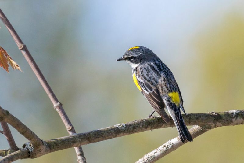 Paruline  croupion jaune - Yellow-rumped warbler - Setophaga coronata - Parulids