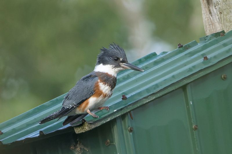 Martin-pcheur d'Amrique - Belted kingfisher - Chaetura pelagica - Alcdinids