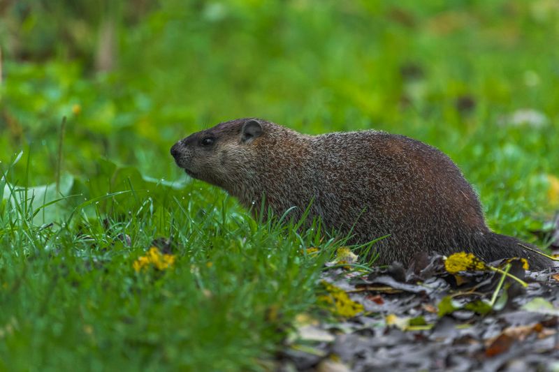 Marmotte commune - Woodchuck - Marmota monax - Sciuridés