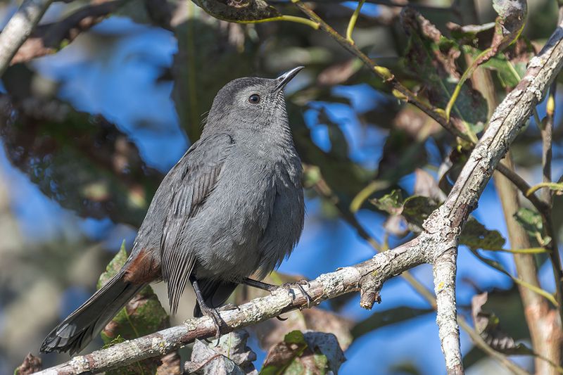 Moqueur chat - Gray catbird - Dumetella carolinensis - Mimids