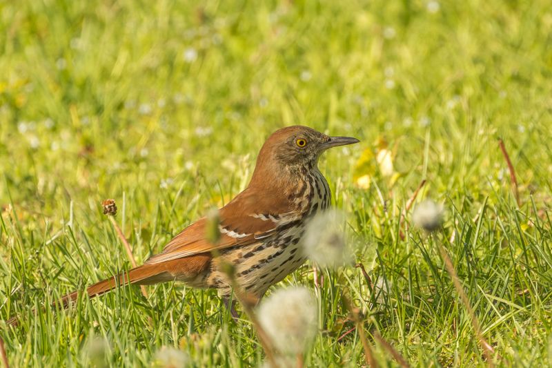 Moqueur roux - Brown thrasher - Toxostoma rufum - Mimids