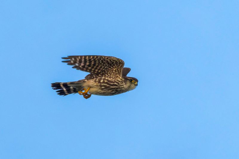 Faucon merillon - Merlin - Falco columbarius - Falconids