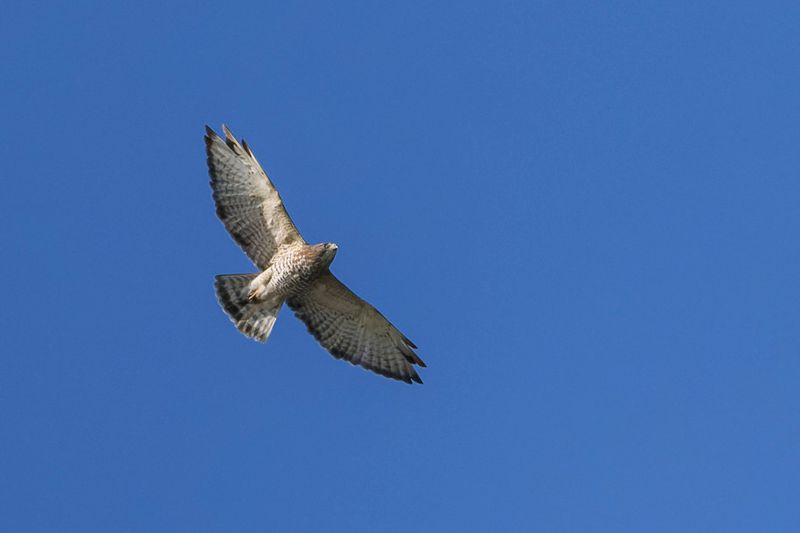 Petite Buse - Broad-winged hawk - Buteo platypterus - Accipitrids