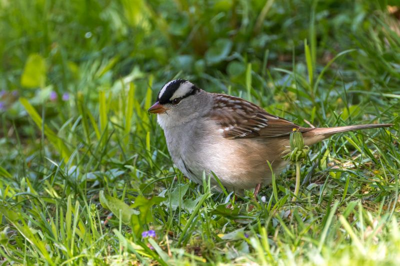 Bruant  couronne blanche - White-crowned sparrow - Zonotrichia leucophrys
