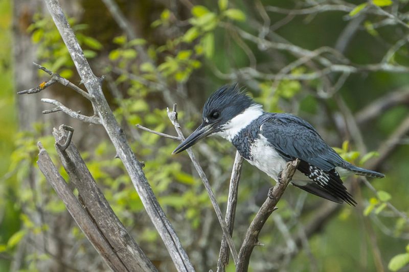 Martin-pcheur d'Amrique - Belted kingfisher - Chaetura pelagica - Alcdinids
