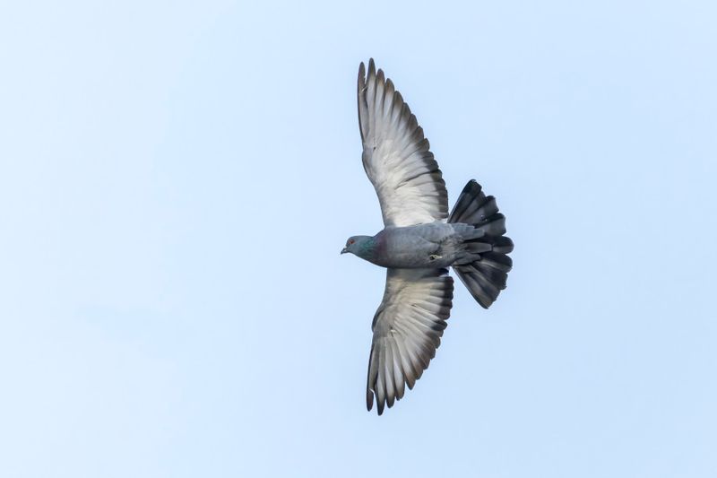 Pigeon biset - Rock dove - Columba livia - Columbids