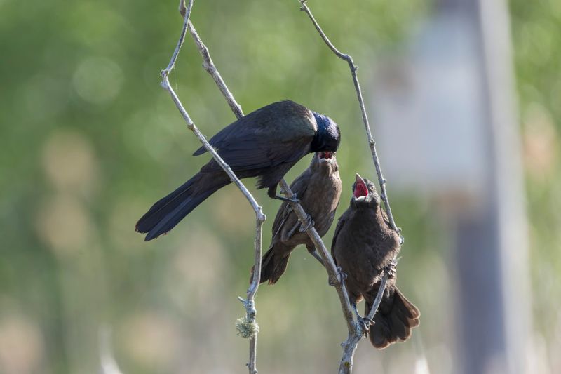 Quiscale bronz - Common grackle - Quiscalus quiscula - Ictrids