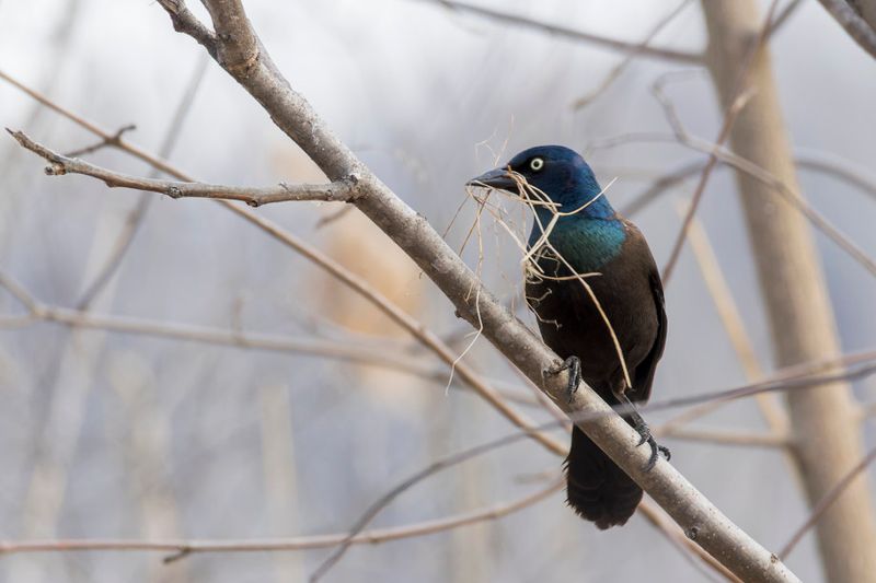 Quiscale bronz - Common grackle - Quiscalus quiscula - Ictrids