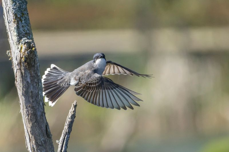 Tyran Tritri - Eastern kingbird - Tyrannus tyrannus - Tyrannids