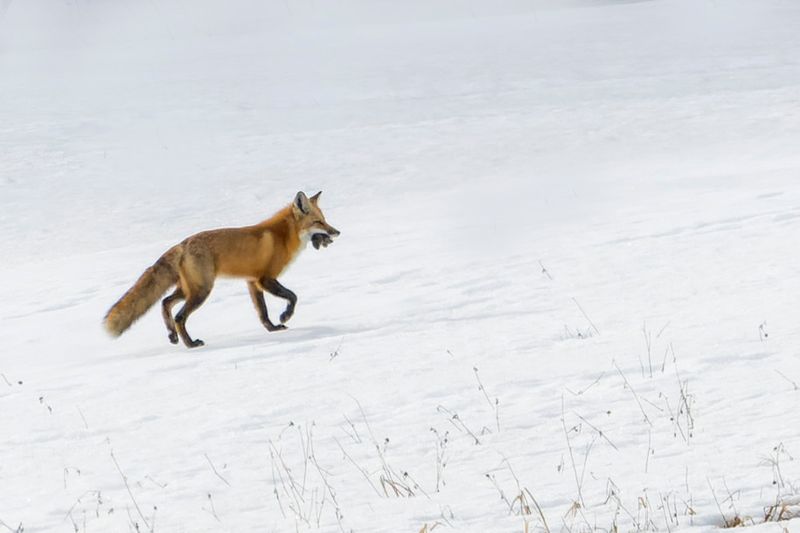 Renard roux - Vulpes vulpes - Red Fox - Canidés
