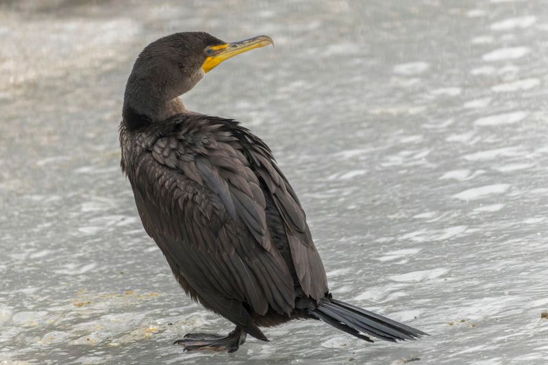 Cormoran  aigrettes - Double-crested Cormorant - Phalacrocorax auritus - Phalacrocoracids