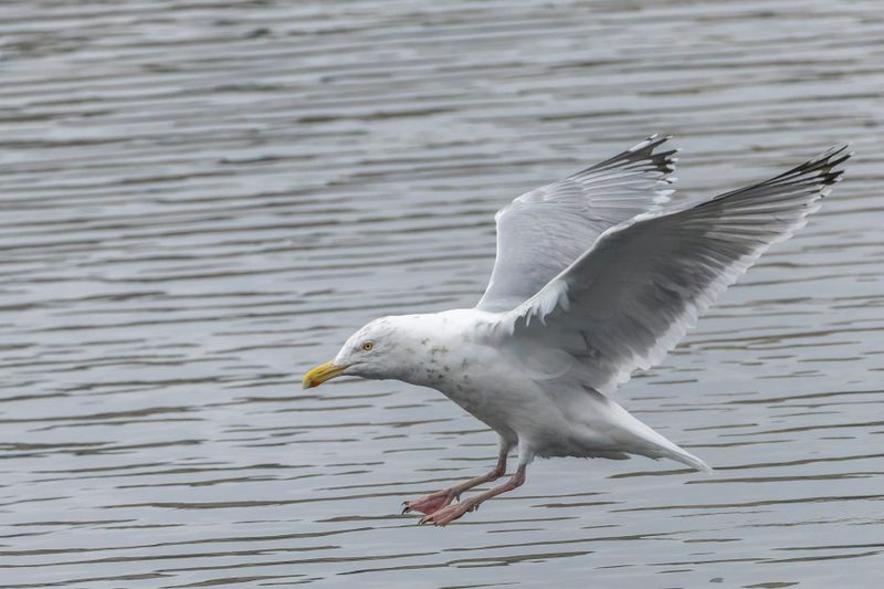 Goland argent - European herring gull - Larus argentatus - Larids