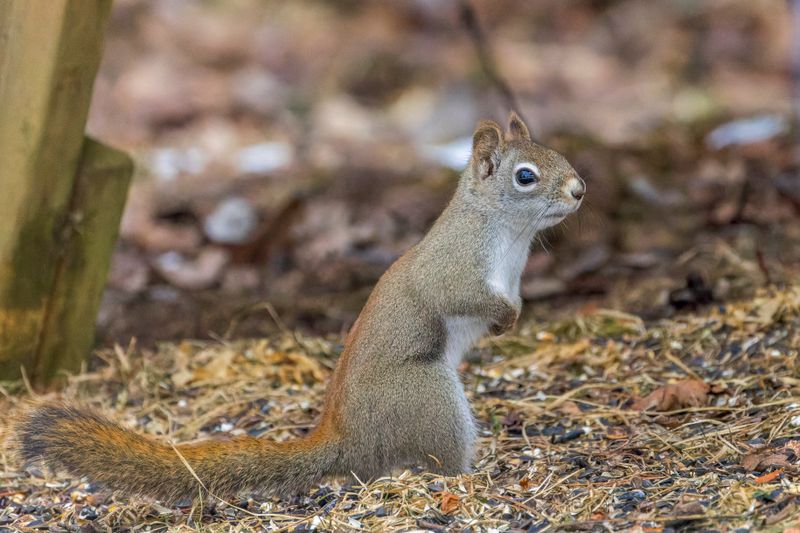 Écureuil roux - American red squirrel - Tamiasciurus hudsonicus - Sciuridés