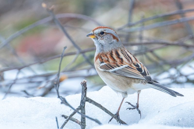 Bruant hudsonien - American Tree Sparrow - Spizella arborea - Embrizids