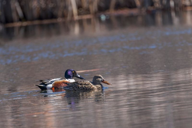 Canard souchet - Northern Shoveler - Anas clypeata - Anatids